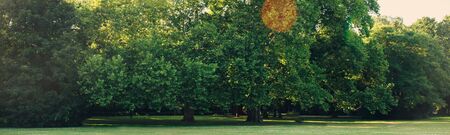 Empty public park with lush high green trees and green grass lawn. Tranquil nature landscape with sun light, no people.の写真素材