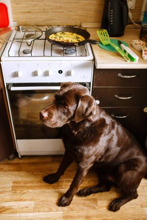 Brown chocolate labrador retriever sitting in a home kitchen asking for foodの写真素材