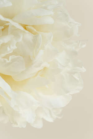 Close-up of white creamy flower petals of peony, innocence and femininity concept, abstract backgroundの写真素材