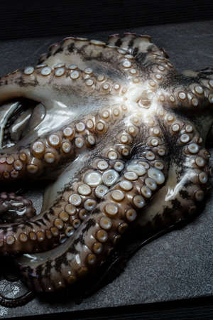 Seafood, close up of whole raw big octopus on a plate ready for preparing, view from aboveの写真素材