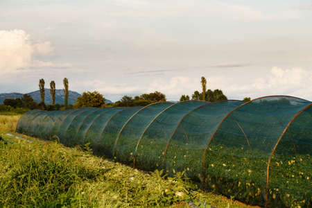 Greenhouse with growing plants in countryside, rural sceneの写真素材