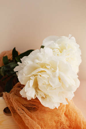 Flower composition with white peonies on peach color backgroundの写真素材