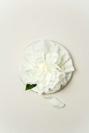 Minimalistic flower arrangement. White peony flower and petals on a white plate on pastel background, top viewの写真素材