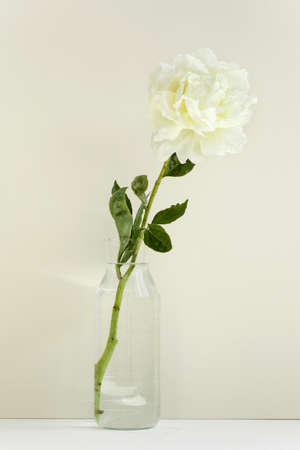 One single flower of white peony in a transparent vase on pastel background, light and springの写真素材