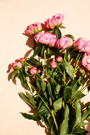 Fluffy bouquet of pink peonies flowers in sunlight on pink pastel color, top viewの写真素材