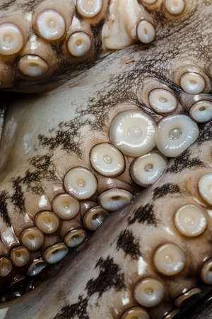 Seafood, close-up parts of raw octopus ready for preparing, view from aboveの写真素材