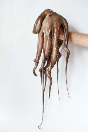 Seafood, hand holding a whole raw big octopus over white backgroundの写真素材