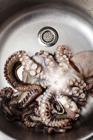Seafood, whole raw big octopus in a sink ready for preparing, view from above