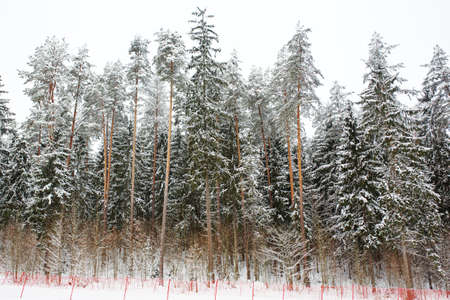Fenced ski slope in winter forest, active winter sportの写真素材