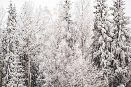 Winter landscape with snowy pines and fir trees in fairytale forestの写真素材