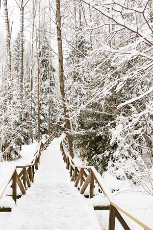 Way of health, boardwalk for pedestrians in winter forest, snowy weather outdoorsの写真素材