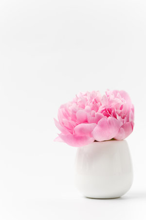 Innocence and delicacy minimalistic valentine day concept, one single flower of pink peony in small vase on white background, concept of sensuality and femininityの写真素材