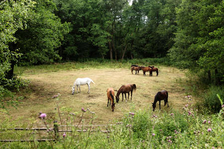 Brown and white horses grazing at the meadow among green trees and flowers, peaceful landscapeの写真素材