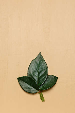 Green leaves of rose plant, nature background, natural leaf element close up, flat layの写真素材