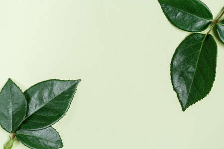 Green leaves of rose plant, nature background, natural leaf element close up, flat lay frameの写真素材