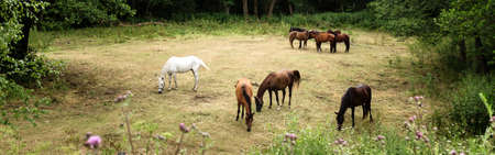 Brown and white horses grazing at the meadow among green trees and flowers, peaceful landscape,...
