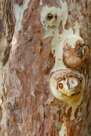 Close-up texture of wooden brown surface of tree bark, natural backgroundの写真素材