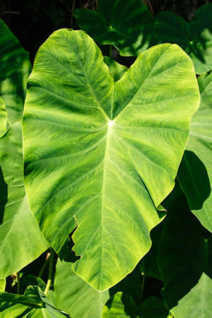 Big green leaf of tropical exotic plant in sunlight close-upの写真素材
