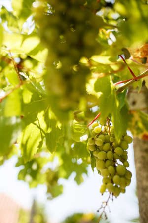 Branch of ripe juicy green grape berries hanging among grape leaves in sunlightの写真素材