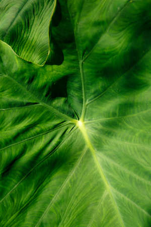 Texture of green leaf of tropical exotic plant in sunlight close-upの写真素材