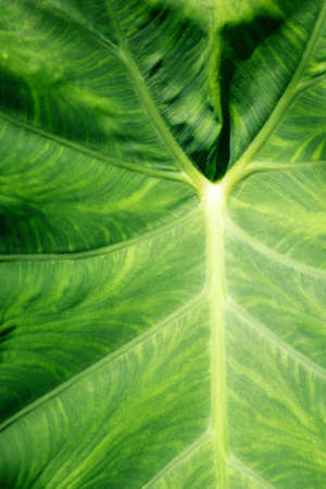 Texture of green leaf of tropical exotic plant in sunlight close-upの写真素材