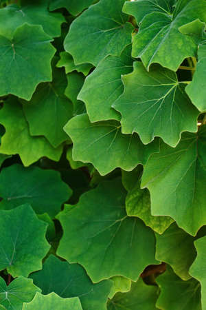Texture of green leaves of tropical exotic plant in sunlight close-upの写真素材