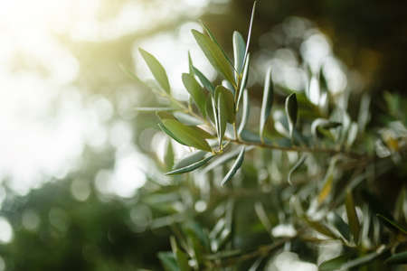 Young olive leaves on a branch in sunlight, mediterranean nature and rural conceptの写真素材