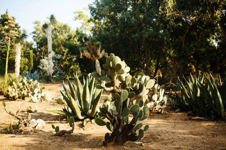Different plants of cactus in botanical garden, summer desertの写真素材