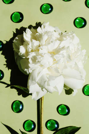 Flat lay with white peony flower close-up on pastel light green color with green marblesの写真素材