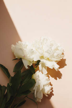 Flat lay with white peonies flowers and green leaves on pastel pink color backgroundの写真素材
