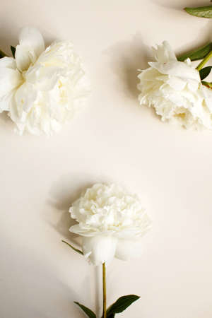 Simple flat lay flower background of white peonies over pastel background, spring and summer season flowersの写真素材