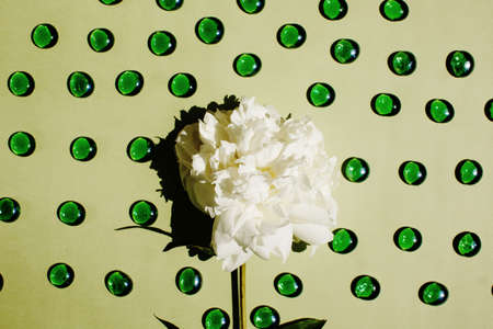 Flat lay with white peony flower close-up on pastel light green color with green marblesの写真素材