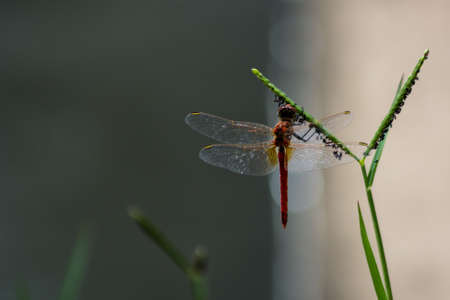 Dragonfly. A dragonfly resting on a plant. Nature can give emotions beautiful bright colors.の写真素材