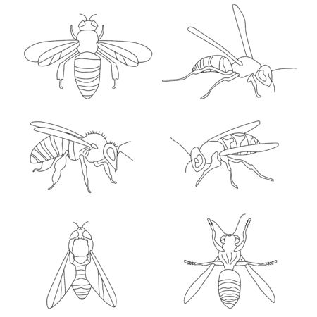 Honey bee bumble bees wasps set doodle style collection.Insert in different poses.Wings emblem symbols.Hand drawn vector engraving illustration for honey jar label,food packaging,apiary logo,signboardのイラスト素材