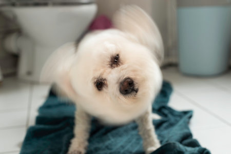 The white Bichon Frise quickly rotates its head to remove excess moisture, looking like a fan. This...