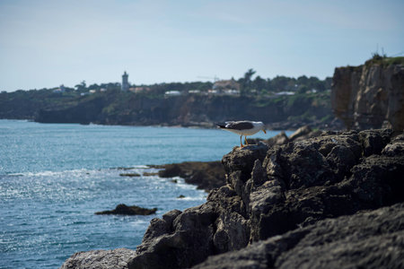 Cascais, Portugal: Seagull perched on rocky coastline overlooking tranquil ocean with distant...