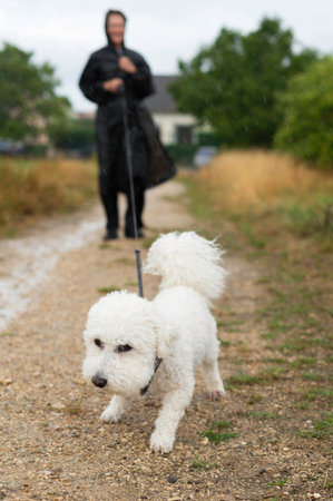 White Bichon Frise dog with a leash walks ahead on a wet path with rain visible, owner following in...