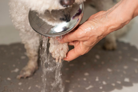 Hands of an aged woman gently hold the dirty paw of the Bichon Frise during its bathing. The concept...