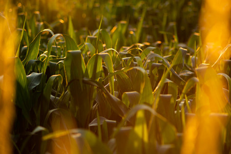 A stunning close-up of sunlight filtering through lush green corn leaves in a field. This...