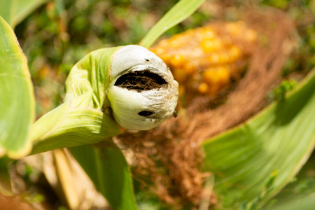 A mature corn plant bears large white Ustilago maydis (corn smut) growths on its cob, amid green...