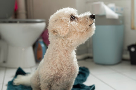 A curly-haired white Bichon Frise sits on a dark blue towel in the bathroom. It dries after bathing....