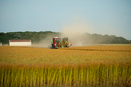 Harvesting A harvester creates a dust cloud while working in a dry flax field under a clear sky....