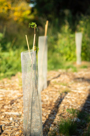 A vibrant young sapling, secured by a protective barrier, is a powerful symbol of growth and a...