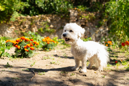 Photo of a purebred Bichon Frise in a summer garden with ripe harvest. Great for eco gardening...