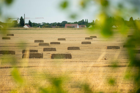 A golden harvested rye field with hay bales, viewed from behind green foliage, creating a unique...