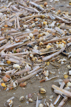 Seashells on Normandy beach include Littorina littorea, Mytilus edulis, Cerastoderma edule, Patella...
