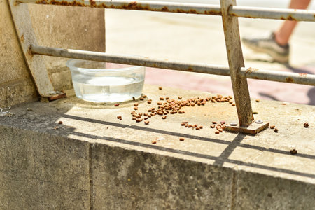 A simple plastic bowl of water and a small pile of cat food sit on a sunny, weathered ledge. This image, shot in Malta, captures the small acts of kindness extended to the islands many street cats.の写真素材