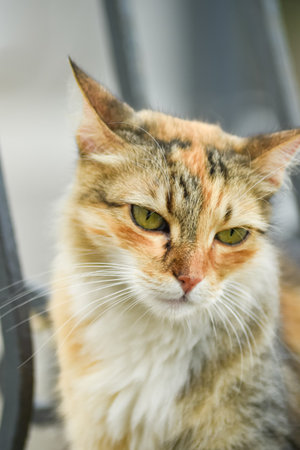 A long-haired calico cat with piercing green eyes is captured in a close-up. This image, taken on the sunny streets of Malta, highlights the unique charm of the islands stray feline population.の写真素材