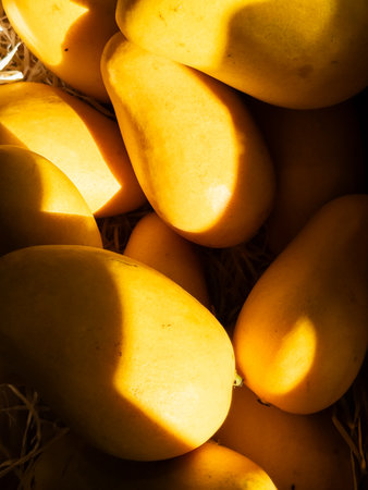 Vertical phone photo of fresh, small yellow organic mangoes in a local market in the Paris region. Illuminated by warm autumn sun, highlights healthy eating and sustainable produceの写真素材