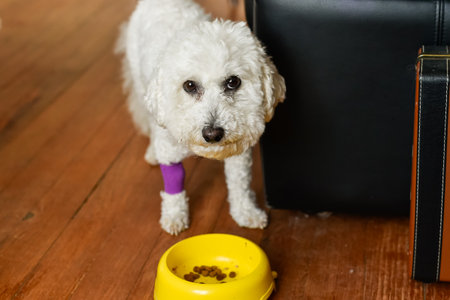 Cute dog with a bandaged paw eating from a partially filled bowl. Emphasizes proper nutrition, essential veterinary care, and loving pet health management.の写真素材